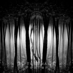 PooYar – Depth Dynamic