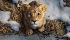 نخستین تریلر فیلم Mufasa: The Lion King منتشر شد